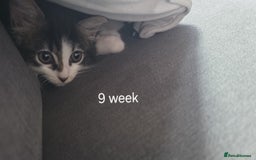 Ragdoll cats for sale: Ragdoll crossed Tabby Cat for Sale - Image 4