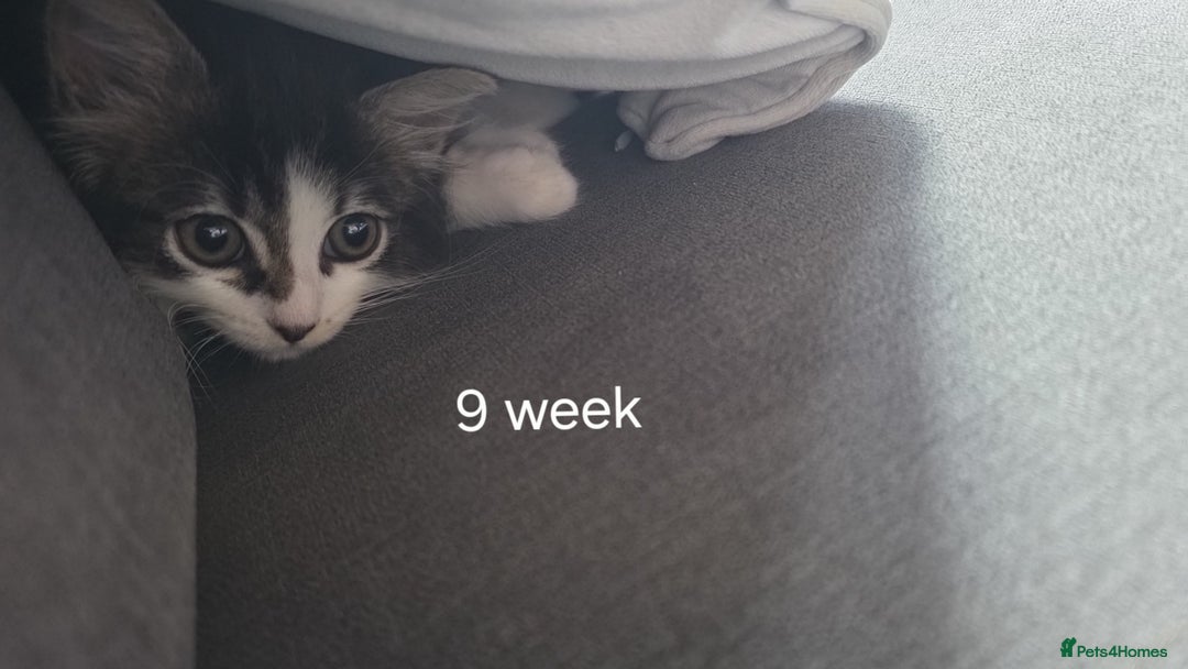 Ragdoll cats for sale: Ragdoll crossed Tabby Cat for Sale - Image 4