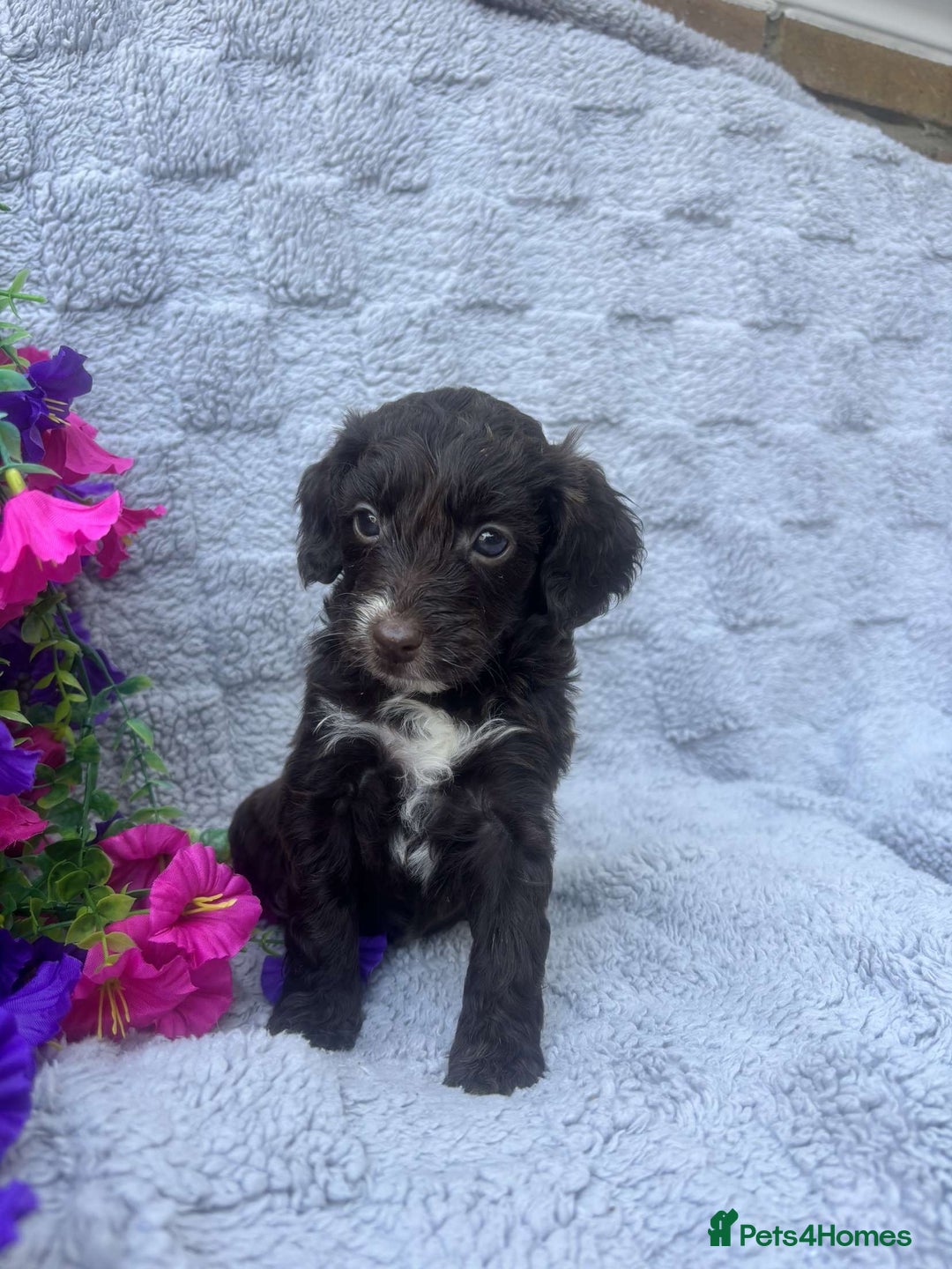 Cockapoo dogs for sale: F1 Showtype Cockapoo - Image 4