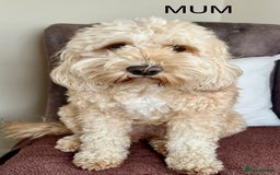 Cockapoo dogs for sale: 🐾F2b COCKAPOO PUPPIES🐾  DNA TESTED PARENTS 🧬 - Image 15