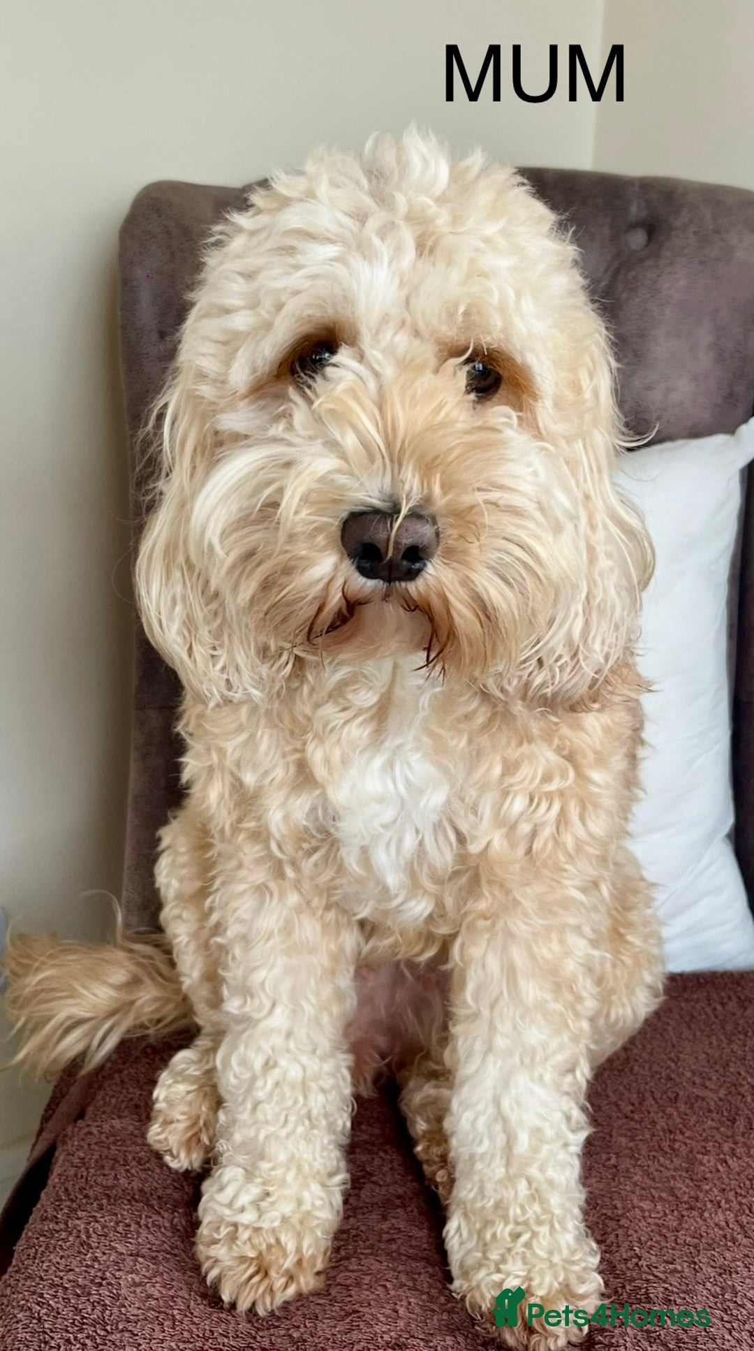 Cockapoo dogs for sale: 🐾F2b COCKAPOO PUPPIES🐾  DNA TESTED PARENTS 🧬 - Image 15