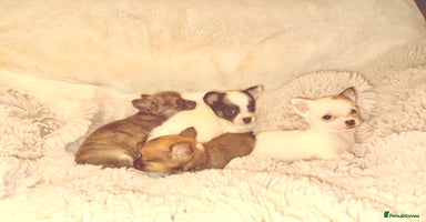 Chihuahua dogs - Advert 15