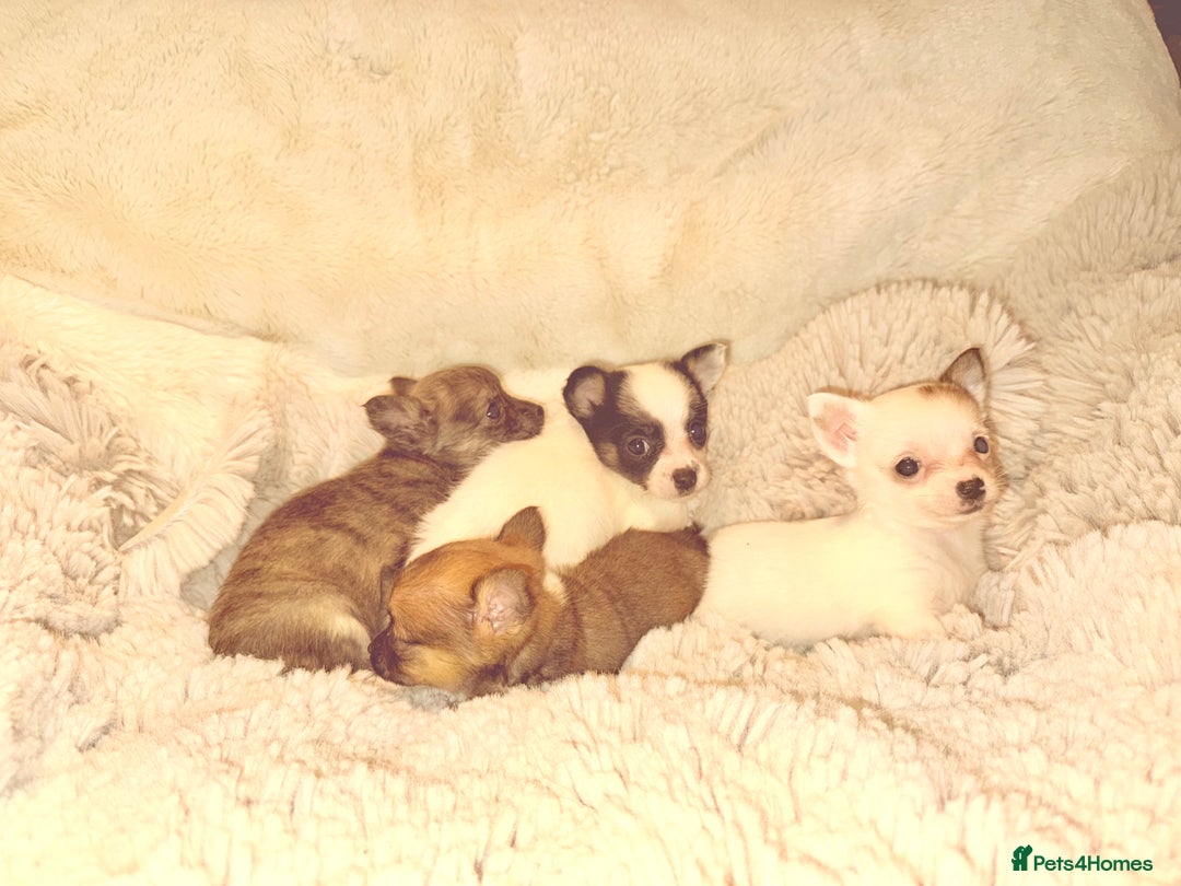Chihuahua dogs for sale: Tiny Chihuahua girls  - Image 3