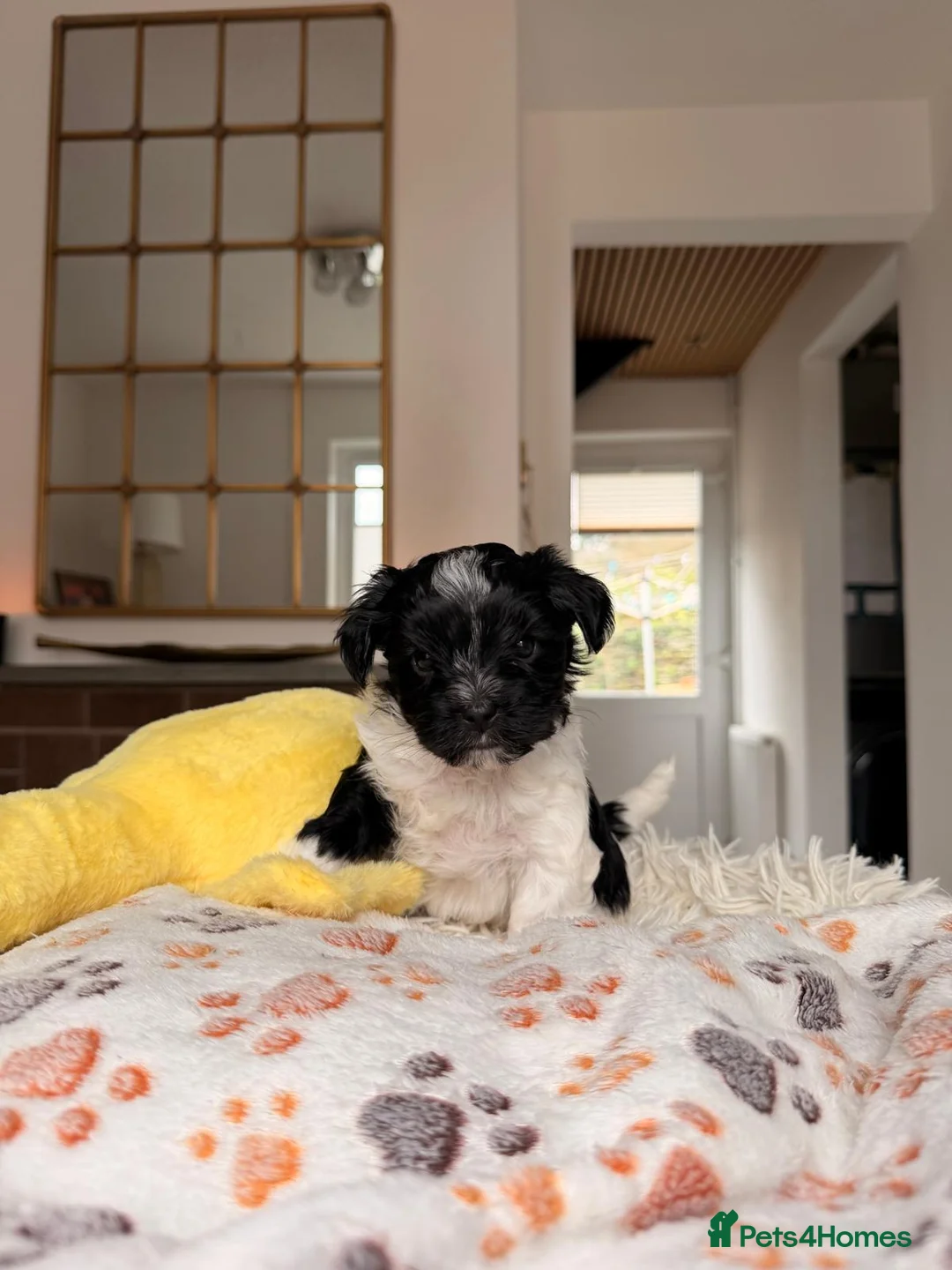 Biewer Terrier dogs for sale: Biewer Yorkshire Terrier 5⭐ License Family Raised - Advert 2