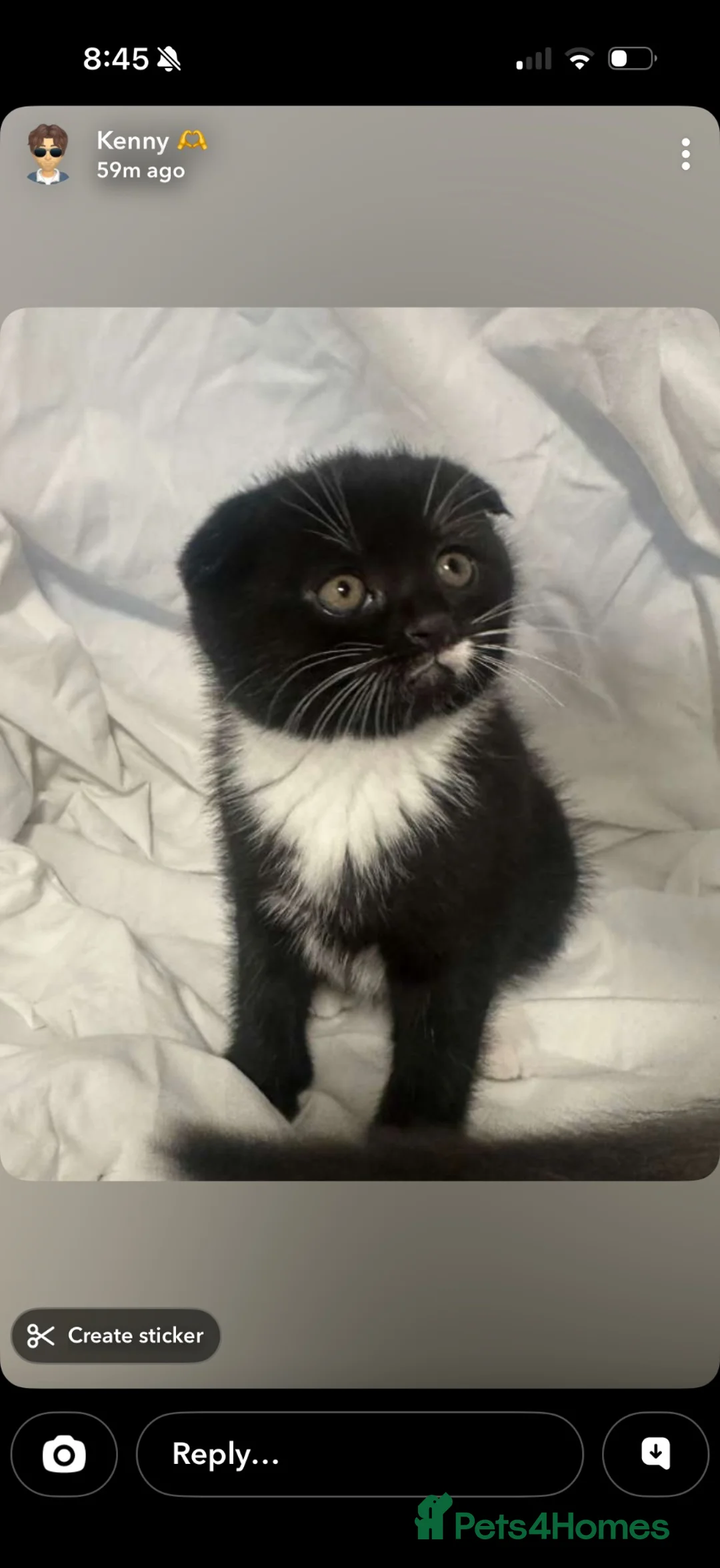 Scottish Fold cats for sale: Black and white Scottish fold kitten  - Advert 2