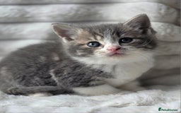 British Shorthair cats for sale: Gorgeous British Short-hair cross Kittens  - Image 23