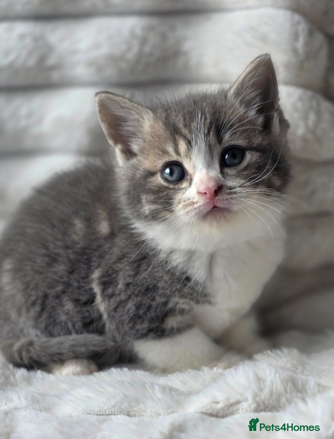 British Shorthair cats for sale: Gorgeous British Short-hair cross Kittens  - Image 23