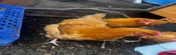 Chickens poultry for sale: Laying buff Orpington hens  - Advert 3