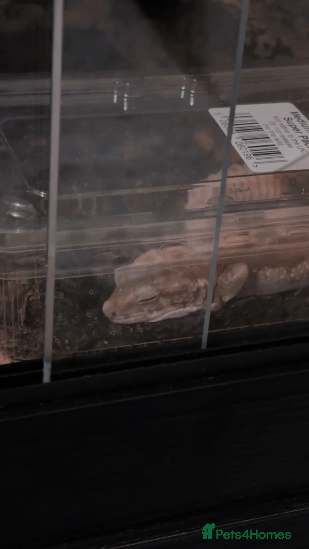 Leopard Gecko reptiles for sale: leopard gecko for sale - Advert 9