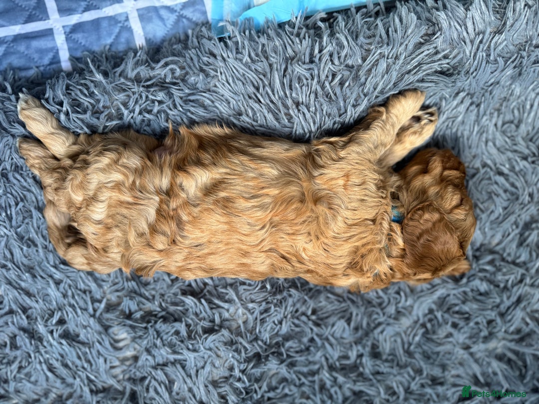 Australian Labradoodle dogs for sale: Genuine Australian Labradoodle (not poodle-lab mix in Wallington - Image 31
