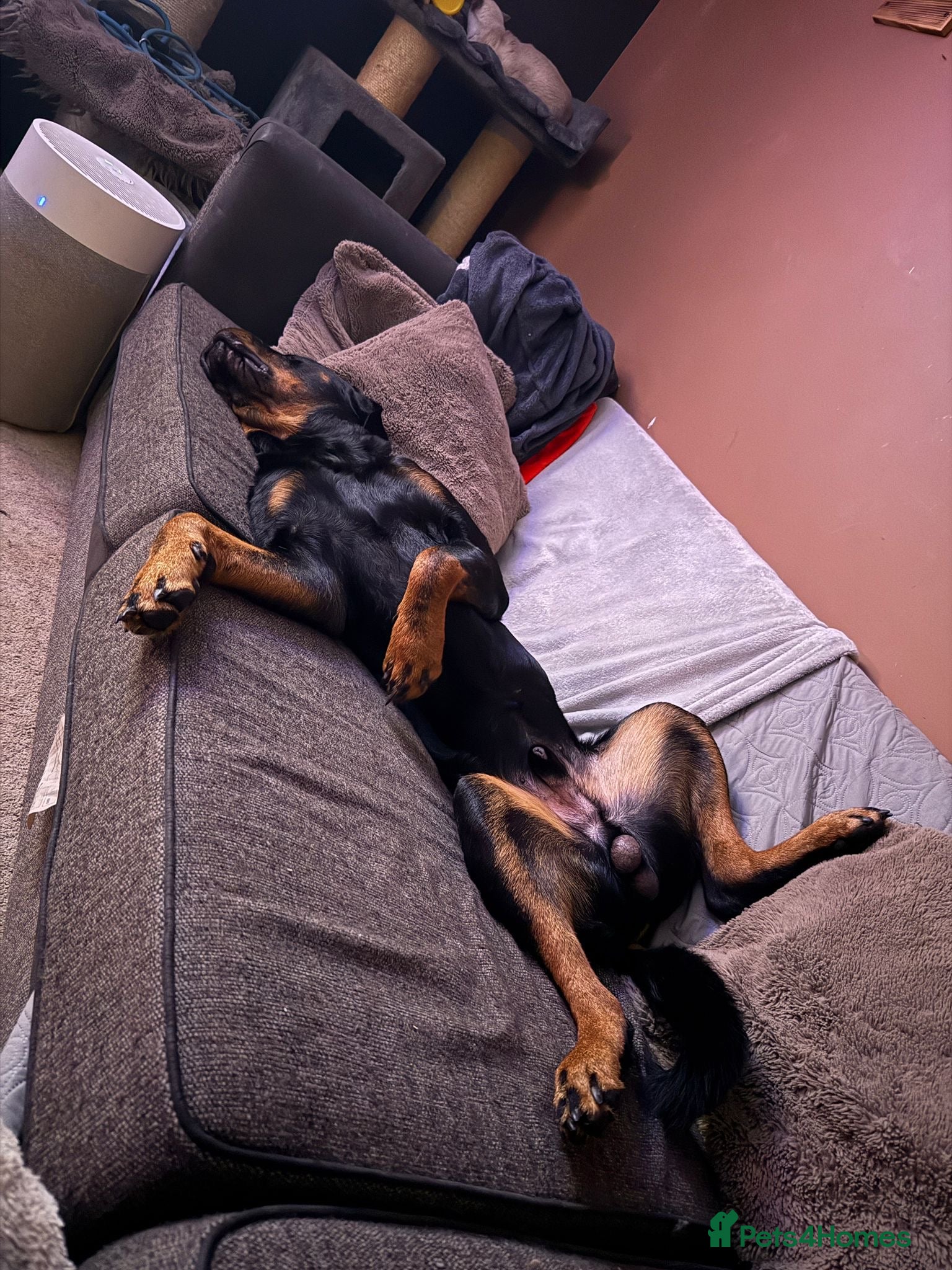 Rottweiler dogs Rottweiler for good home - Advert 5