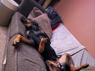 Rottweiler dogs Rottweiler for good home - Advert 5