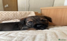 Border Terrier dogs for sale: Border Terrier Puppies - Ready now 🐾  - Image 20