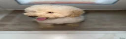 Cavapoo dogs for sale: Cavapoo F1 puppies  - Advert 6