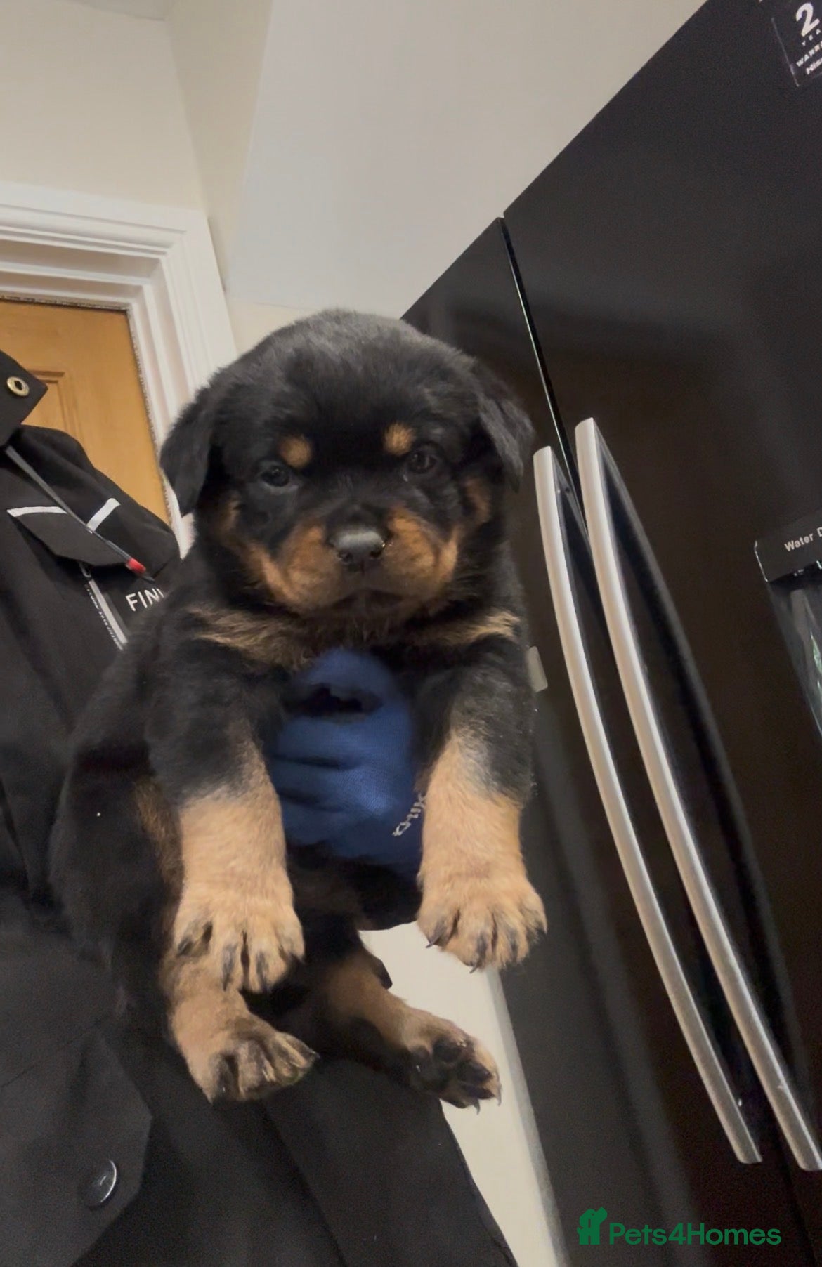 Rottweiler dogs for sale: Rottweiler Puppies  - Advert 29