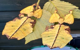 Stick Insects invertebrates for sale: Leaf and stick insects for sale - Image 6