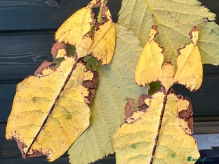 Stick Insects invertebrates - Advert 25