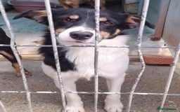Mixed Breed dogs for adoption: 🐾 Vicky - a cheerful girl with a golden heart 💖 - Image 3