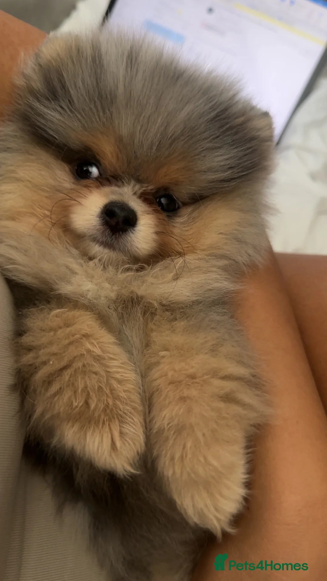 Pomeranian dogs for stud: Rare Blue & Tan Merle Pomeranian Stud – London  - Advert 5