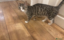 Domestic Shorthair cats for sale: Domestic shorthair  - Image 3