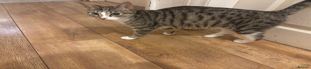 Domestic Shorthair cat 2