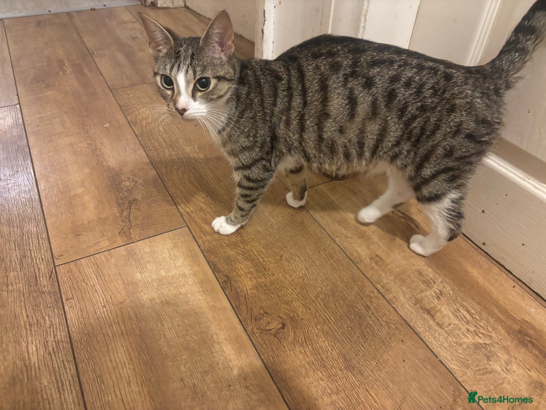 Domestic Shorthair cats for sale: Domestic shorthair  - Image 3