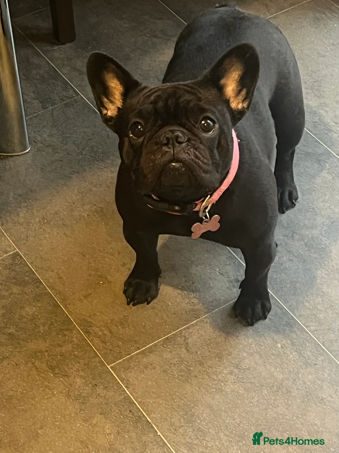 French Bulldog dogs for sale: Beautiful tiny girl  - Advert 10