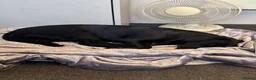 Cockerdor dogs for sale: Gorgeous black 9 month old male Cockador  - Advert 6