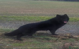 German Shepherd dogs for sale: Stunning chunky long haired German Shepherd puppy - Image 8