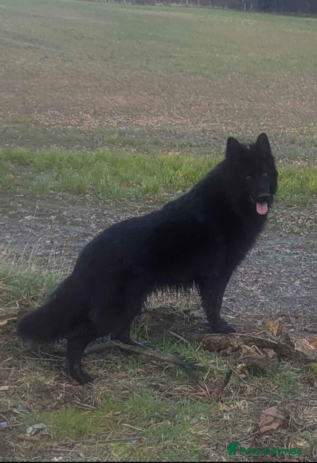 German Shepherd dogs for sale: Stunning chunky long haired German Shepherd puppy - Image 8