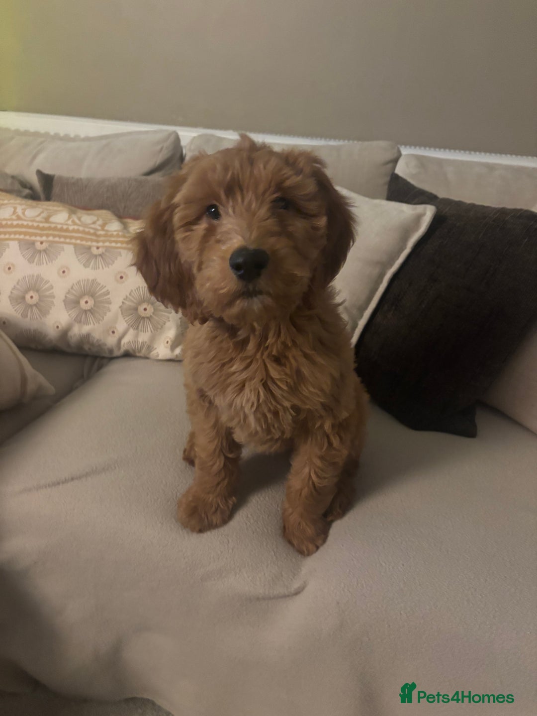 Mini Goldendoodle dogs for sale: Beautiful goldendoodle - Advert 3