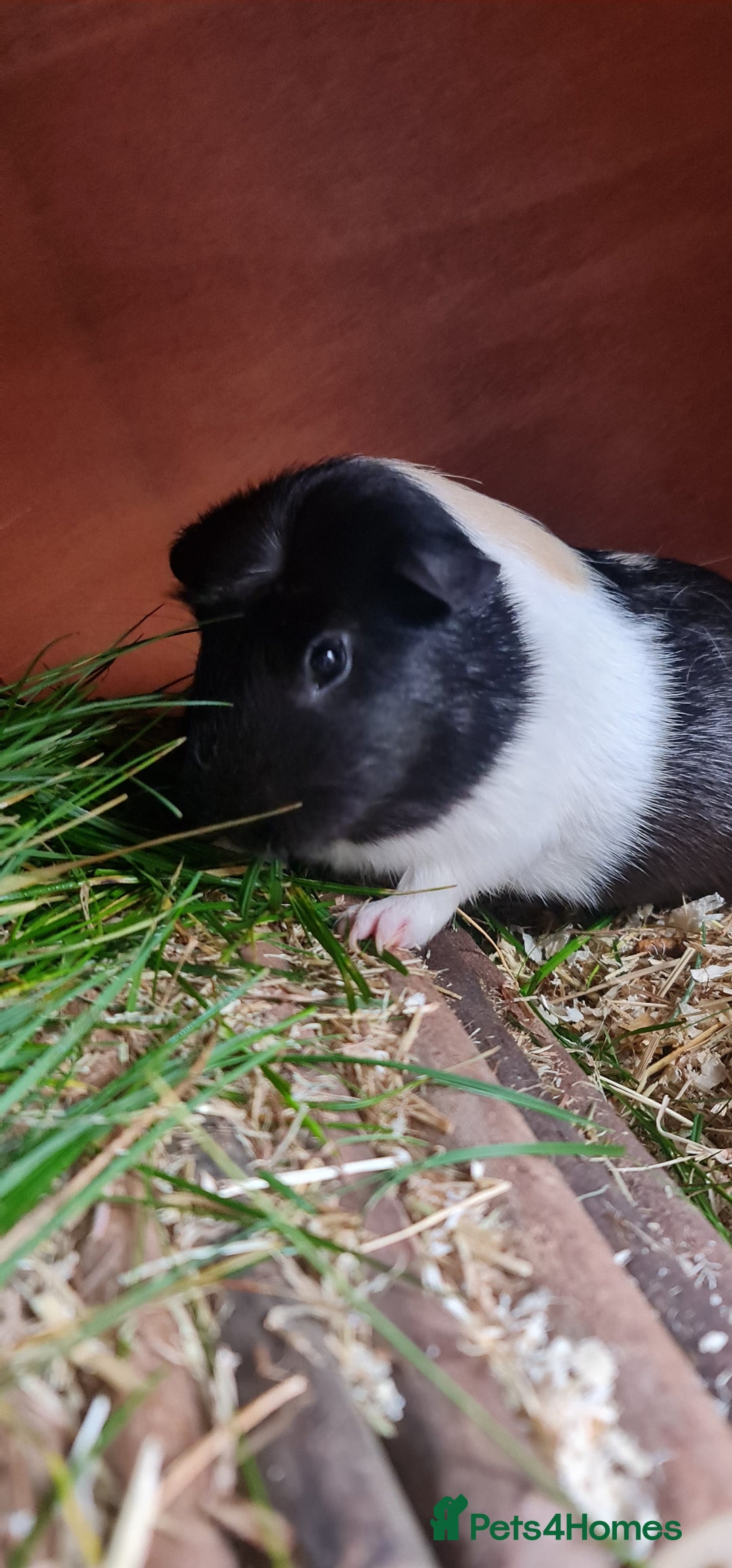 Guinea Pig rodents for sale: Two Guinea pigs with large double hutch and run - Image 9