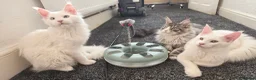 Maine Coon cats for sale: Maine coon Blue eyes + Long Hair - Advert 4