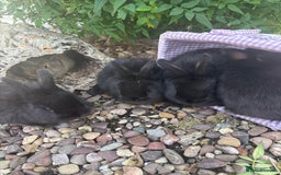 Mini Lop rabbits for sale: 5 beautiful mini lop x netherland dwarf babies - Image 16