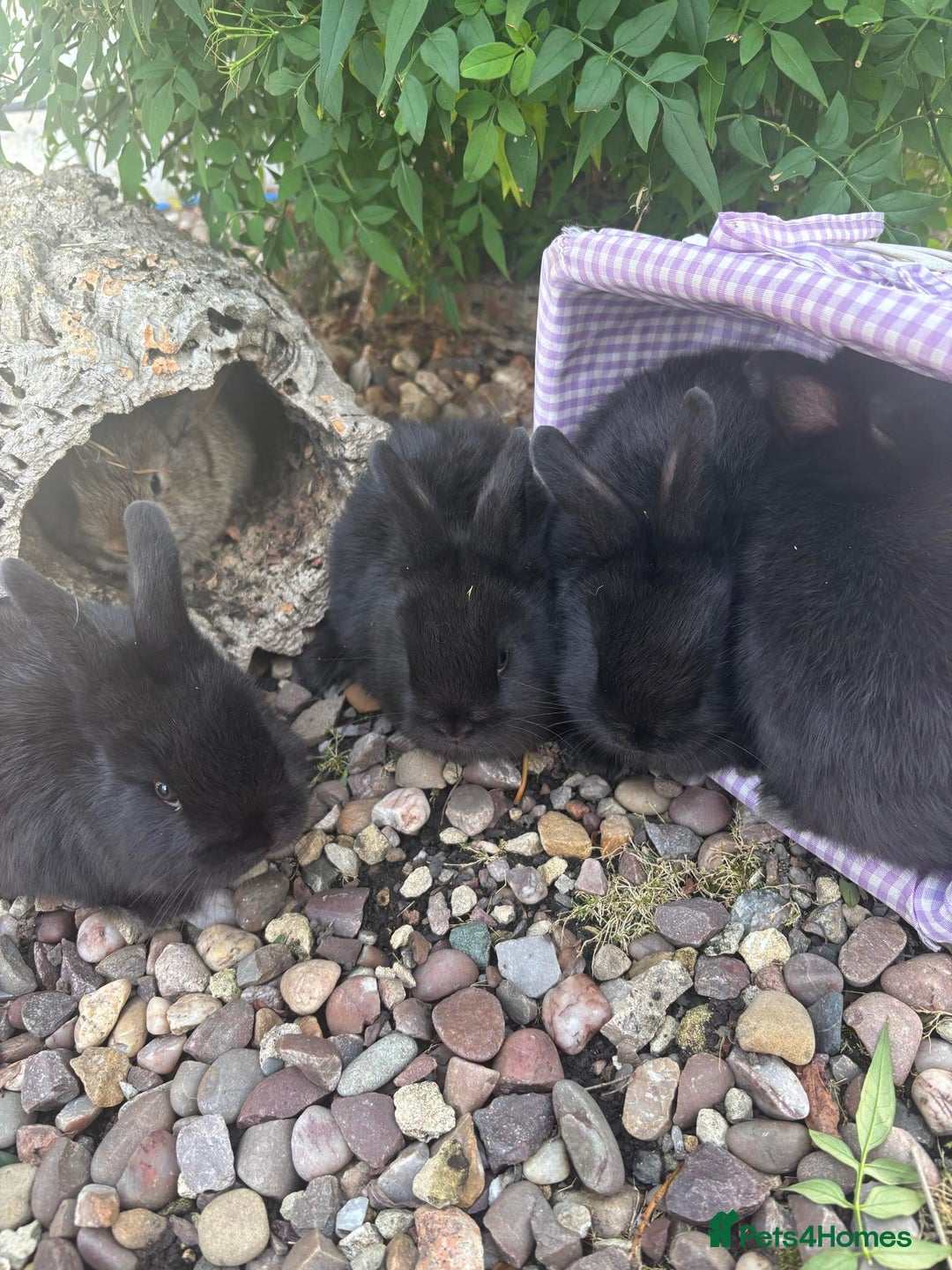 Mini Lop rabbits for sale: 5 beautiful mini lop x netherland dwarf babies - Image 16