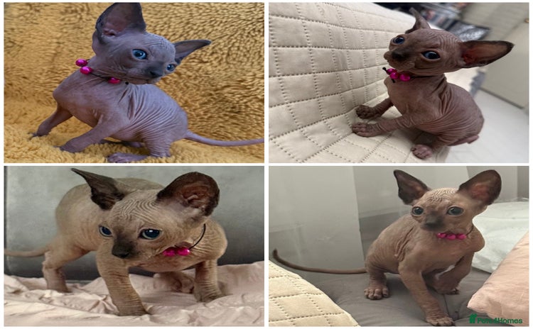 Sphynx cats - Advert 1