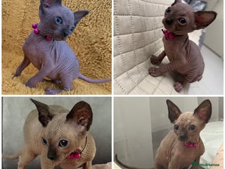 Sphynx cats - Advert 1