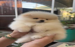 Pomeranian dogs for sale: Pomeranian male and female color light cream - Image 3