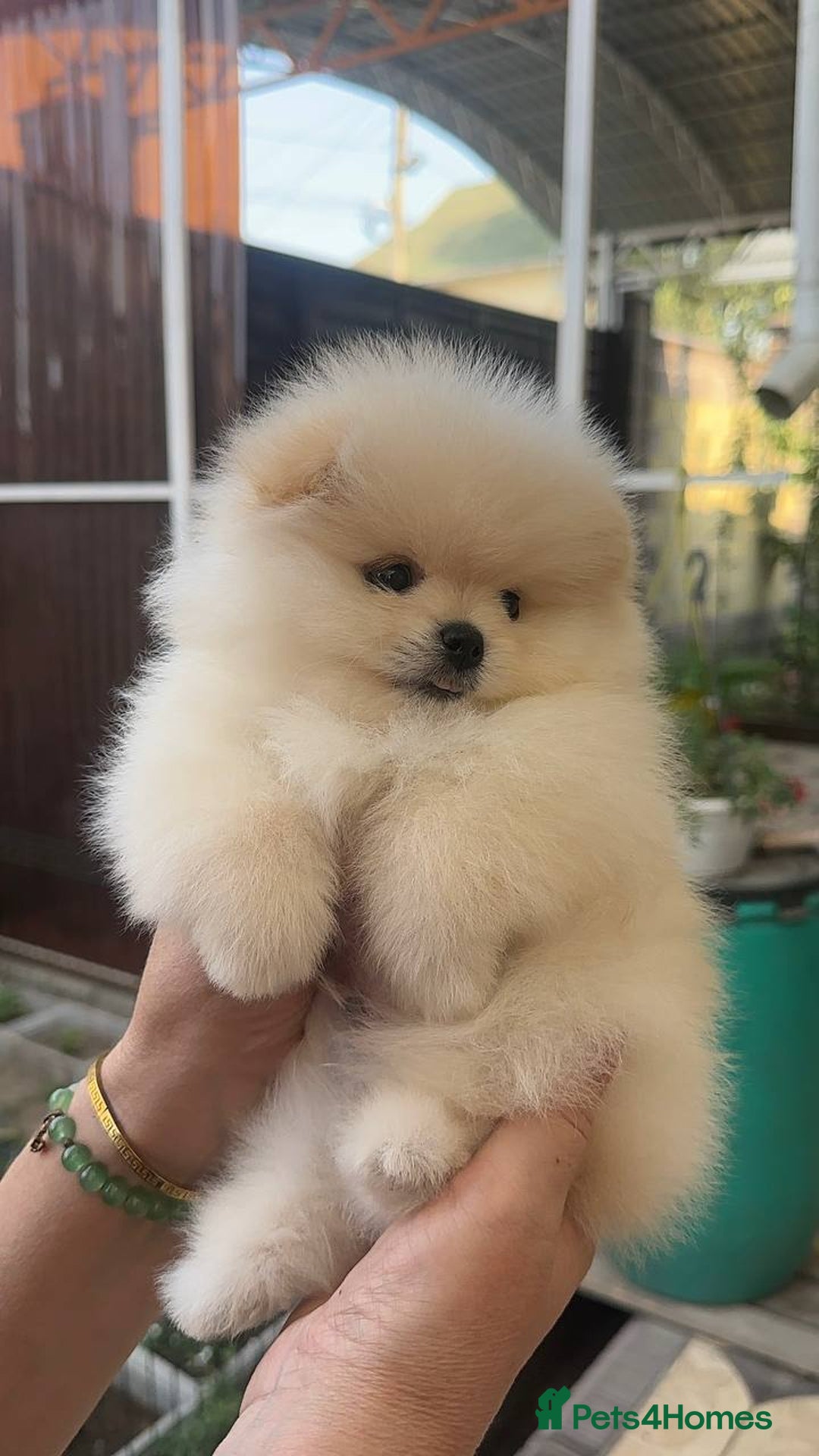 Pomeranian dogs for sale: Pomeranian male and female color light cream - Image 3