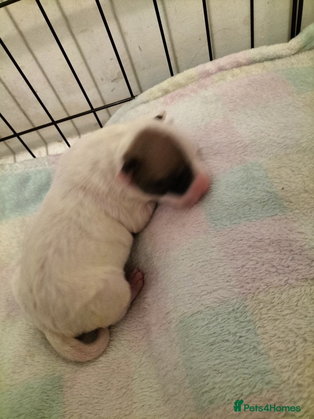 Mixed Breed dogs for sale: Cute litter of puppies  - Image 9
