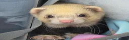 Ferret rodents for sale: Two male ferrets for adoption in Newbury - Advert 3