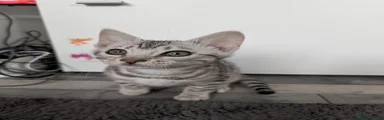 Bengal 2