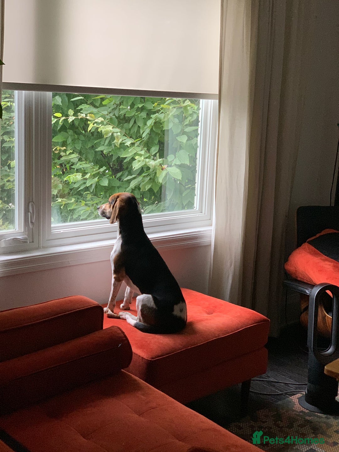 Beagle dogs for sale: Rambunctious friendly Beagle - Image 4