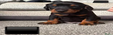 Dobermann 4