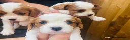 Cavalier King Charles Spaniel dogs for sale: Last girl remaining - Advert 3