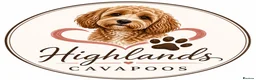 Cavapoo dogs for sale: 5 star licensed Cavapoo home breeder wait list  - Advert 11
