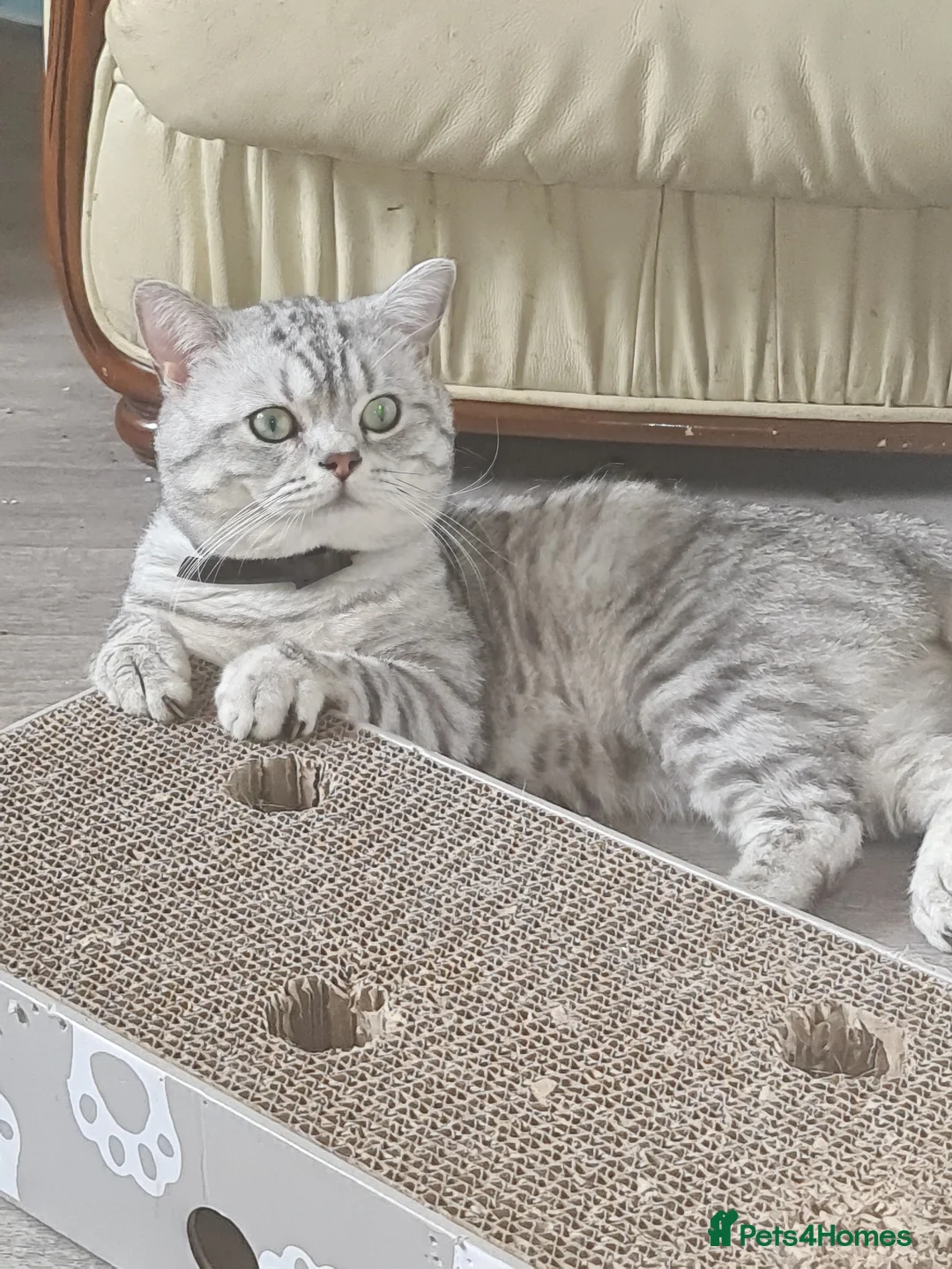 British Shorthair cats for stud: British silver tabby for stud in West Bromwich - Advert 3