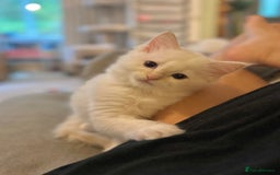 Ragdoll cats for sale: Stunning TICA reg Flame/Cream Boy - Image 36