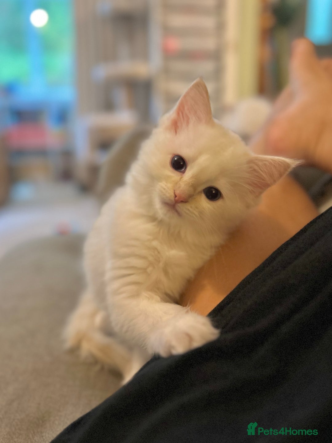 Ragdoll cats for sale: Stunning TICA reg Flame/Cream Boy - Image 36