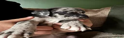 Great Dane dogs for sale: KC registered Great Dane pups - Advert 20
